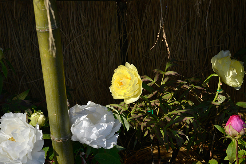 image0132