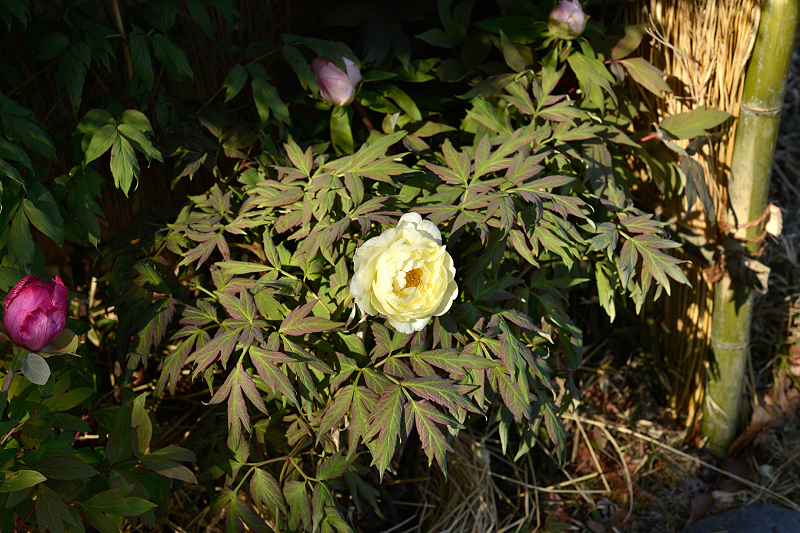 image0133