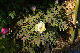 image0133