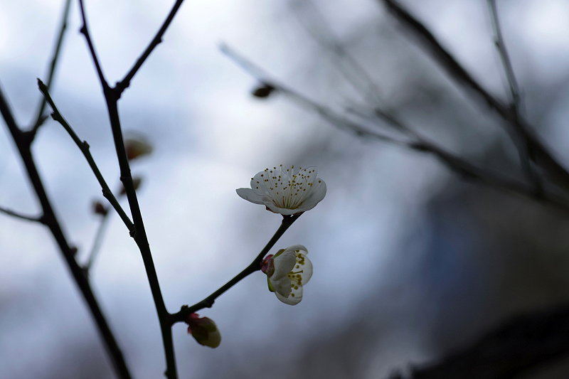 image0247