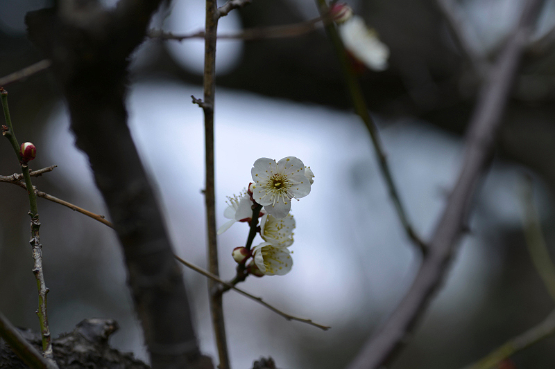 image0253