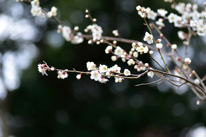image0260