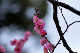 image0244