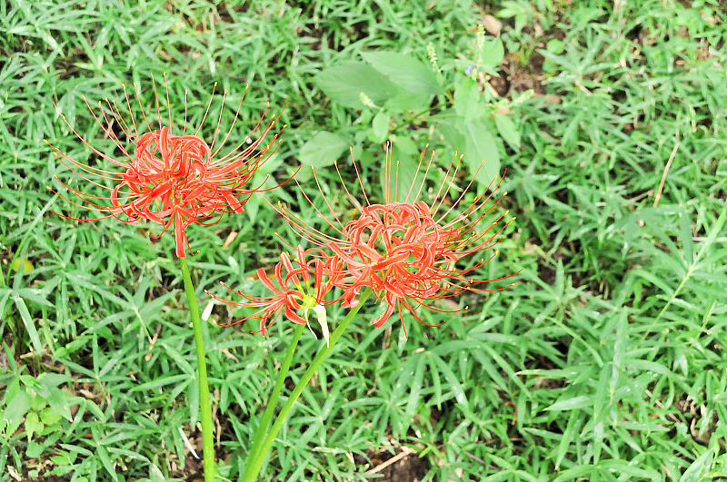 image0096