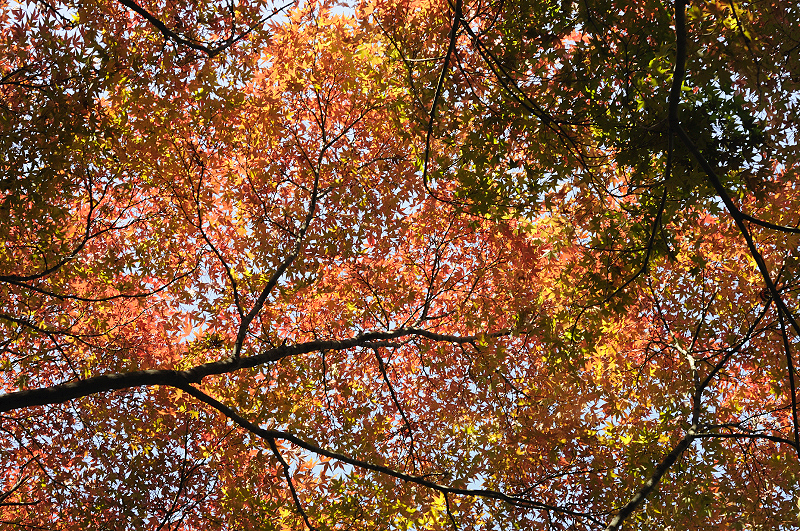 image0155