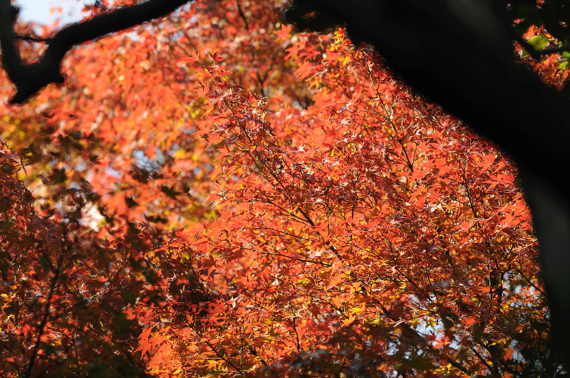 image0181