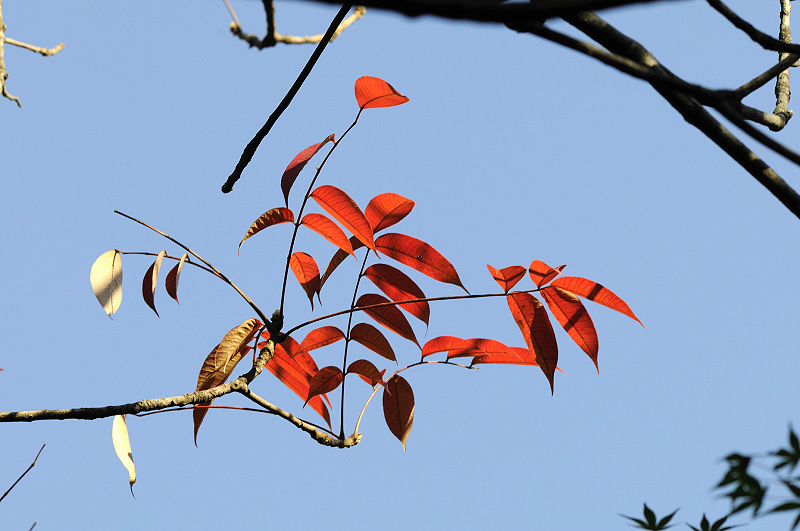 image0185