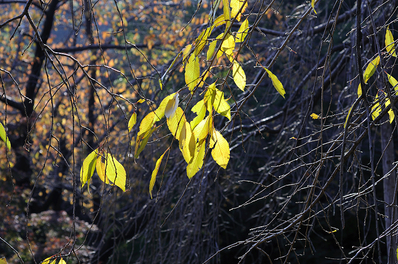 image0223