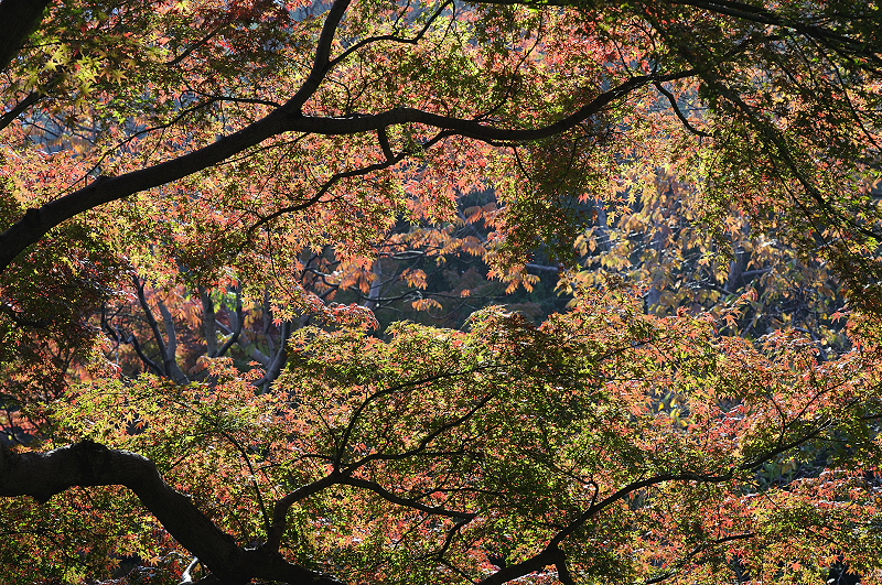 image0225