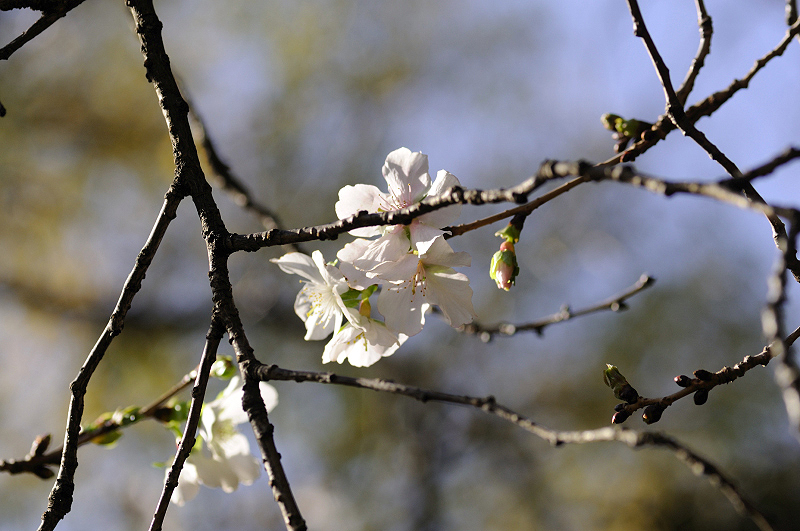 image0238