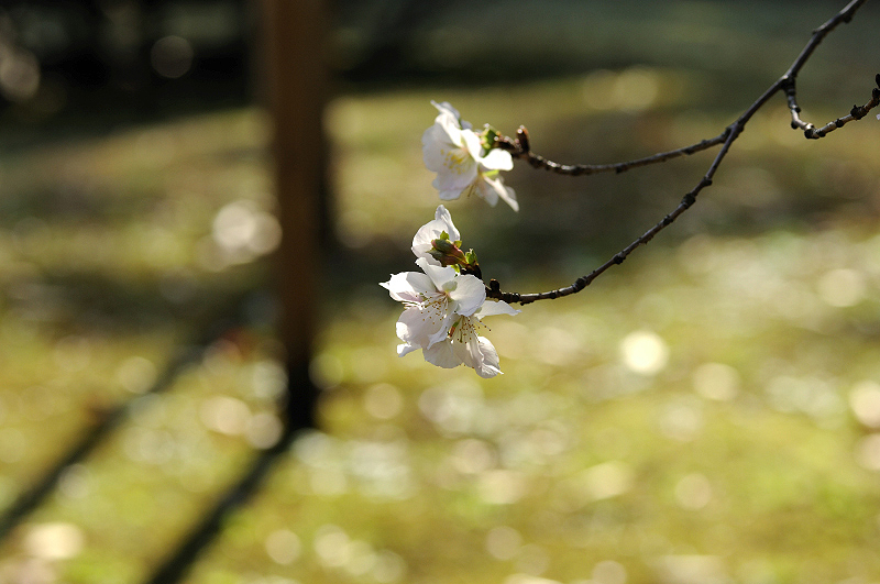 image0245