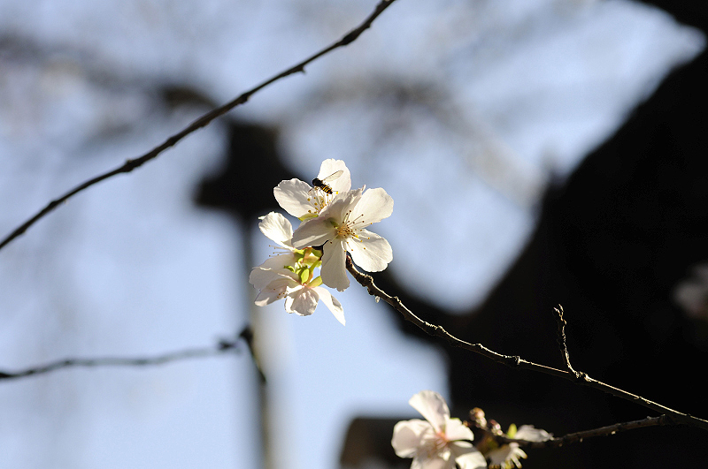 image0247