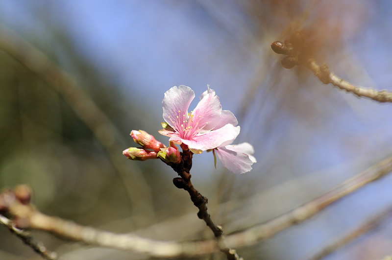 image0256