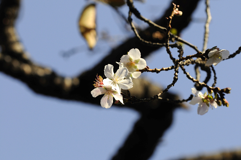 image0262