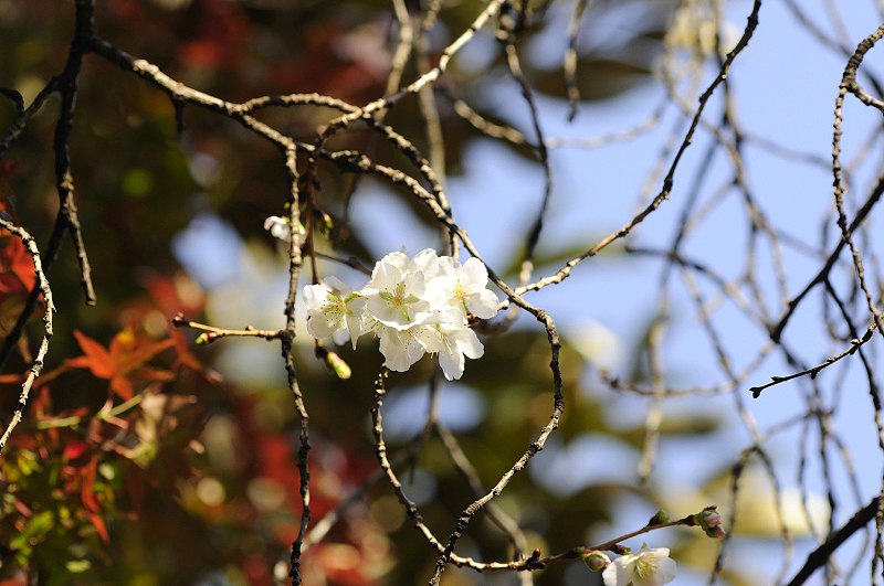 image0265