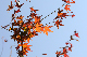 image0229