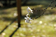 image0245