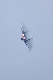 image0388