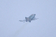 image0802