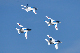 image0219