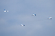 image0229