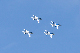 image0595
