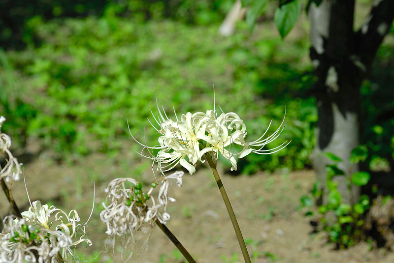 image0123