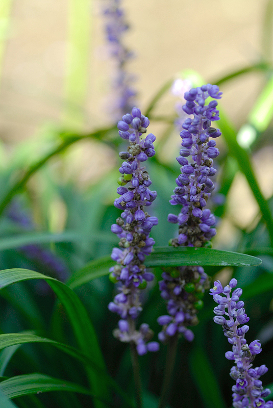 image0139
