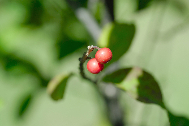 image0147