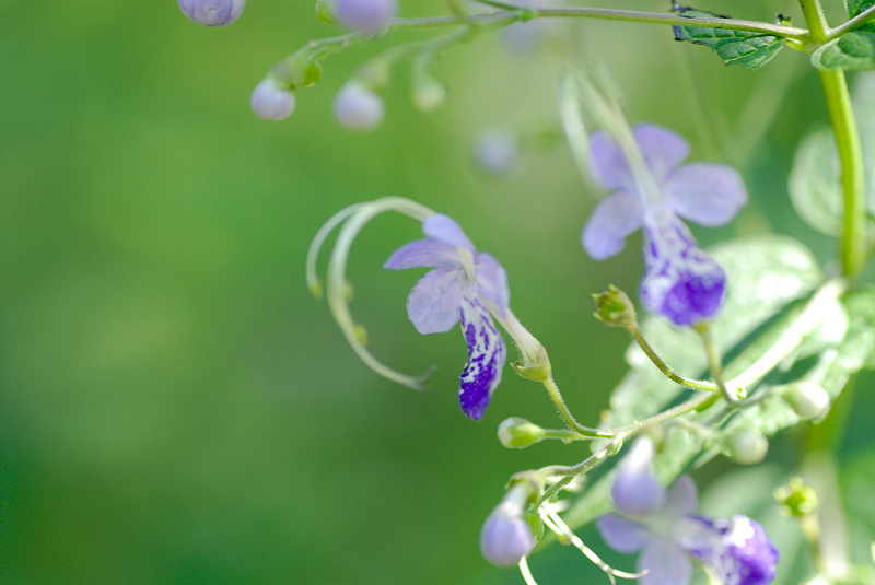 image0154