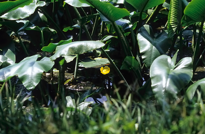 image0071