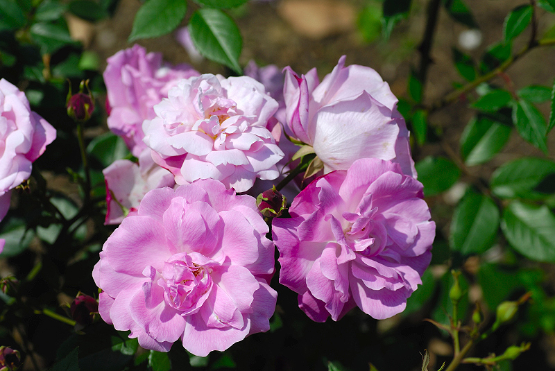 image0129