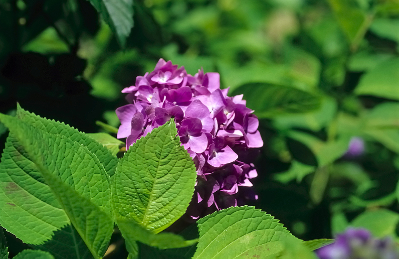image0070