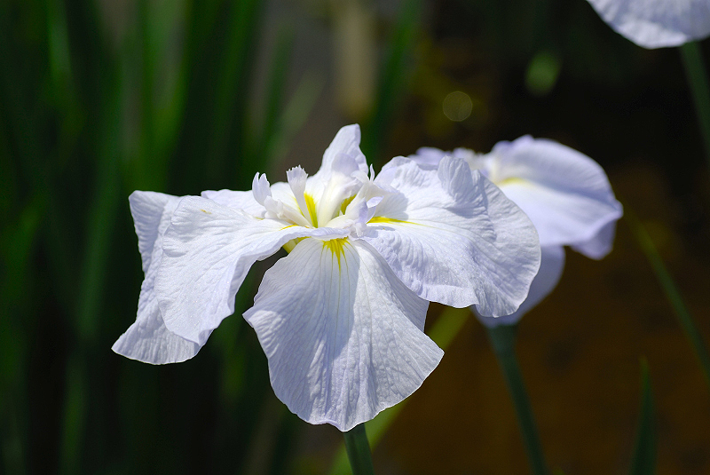 image0096