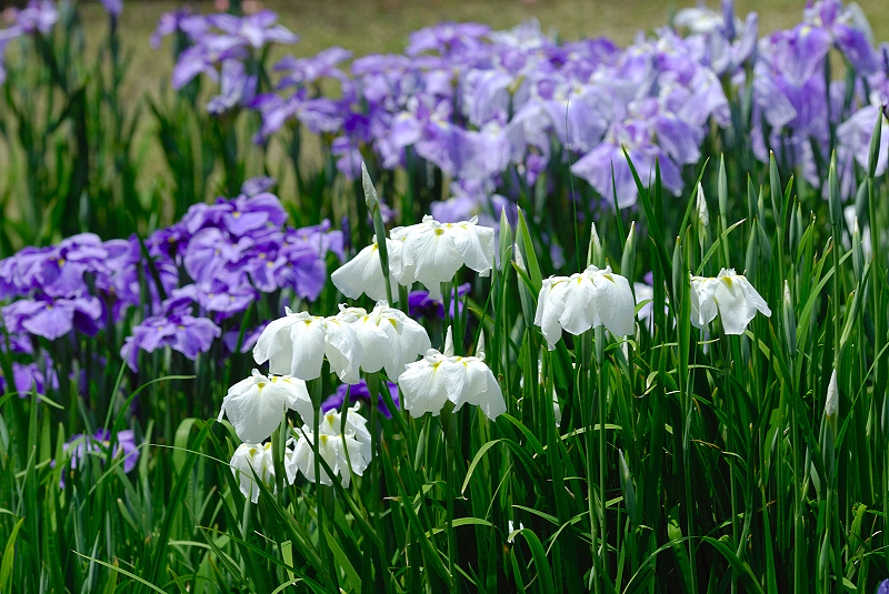 image0132