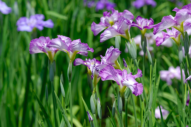 image0135