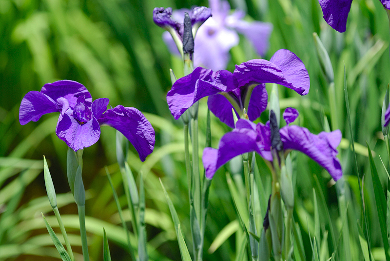 image0140
