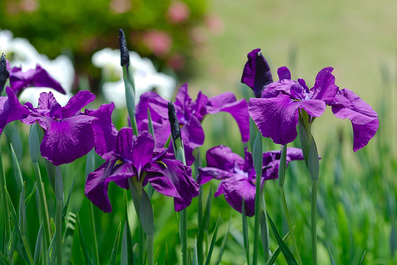 image0162