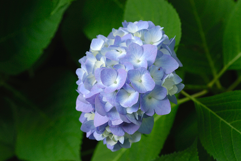 image0205