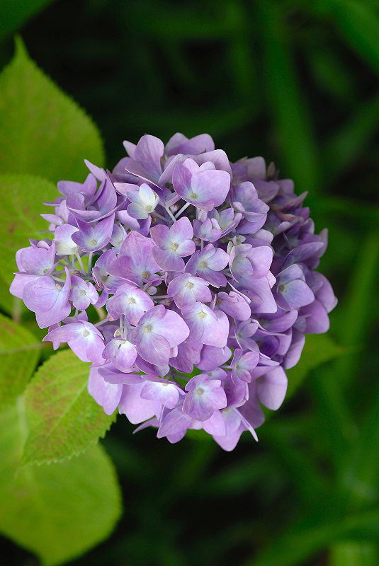 image0206