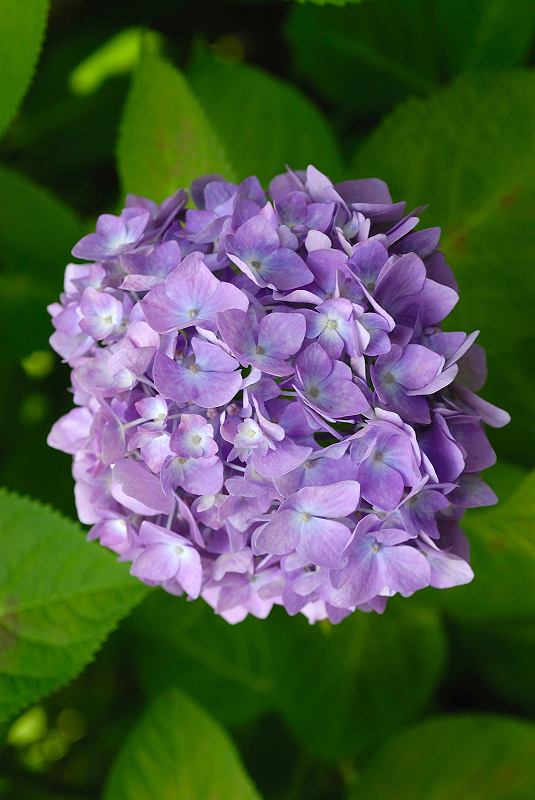 image0207