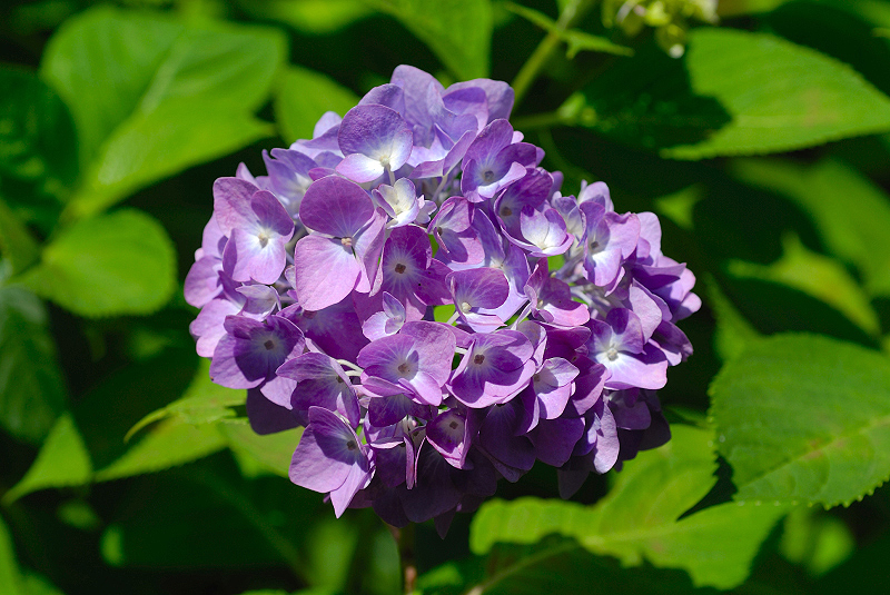 image0208