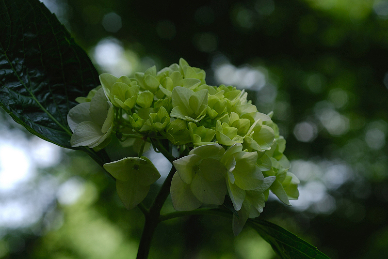 image0226