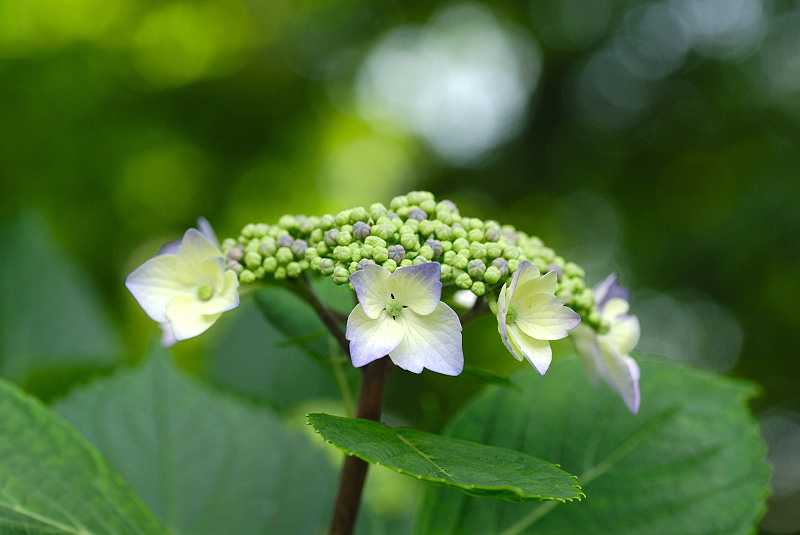 image0238