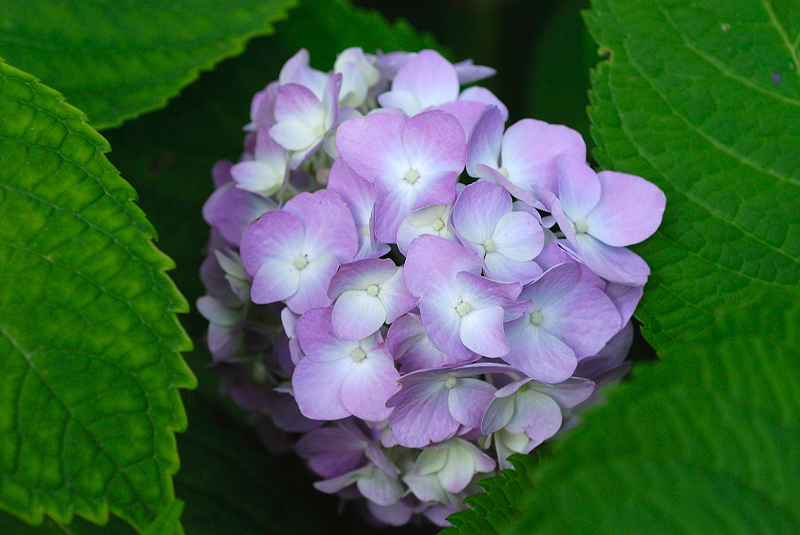 image0242