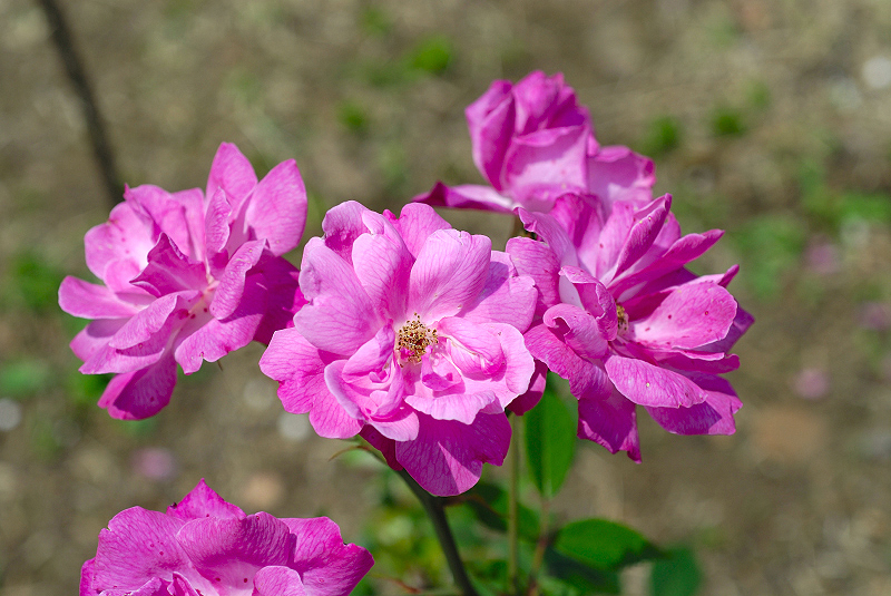 image0247