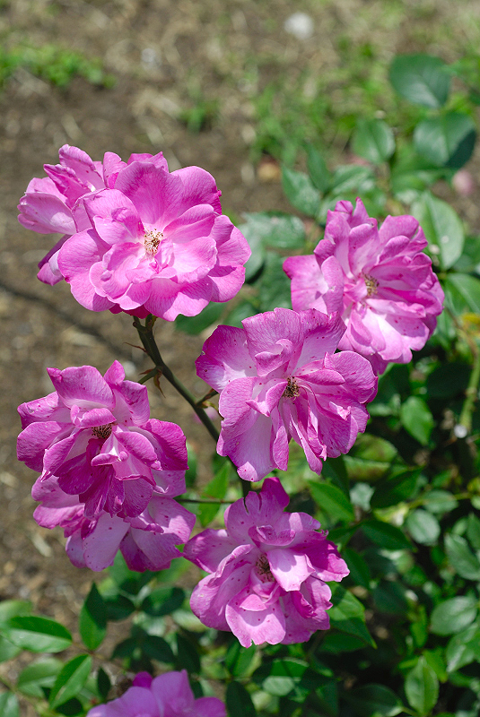 image0248