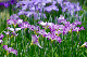 image0131