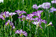 image0133