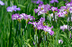 image0135